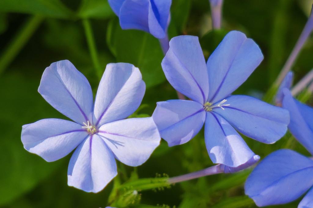 blue flower dan, flower, plant, nature, bloom, green blue, flowers, bright, flower background, natural, flowering, beautiful flowers, flower wallpaper, flower close-up, fresh flowers, close up, hongkong, common wildflowers