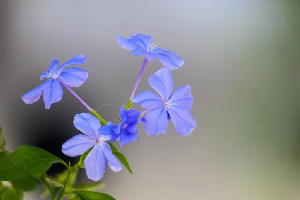 blue flower dan, flower, plant, beautiful flowers, nature, bloom, green blue, flowers, flower wallpaper, bright, natural, flowering, flower close-up, fresh flowers, close up, flower background, hongkong, common wildflowers