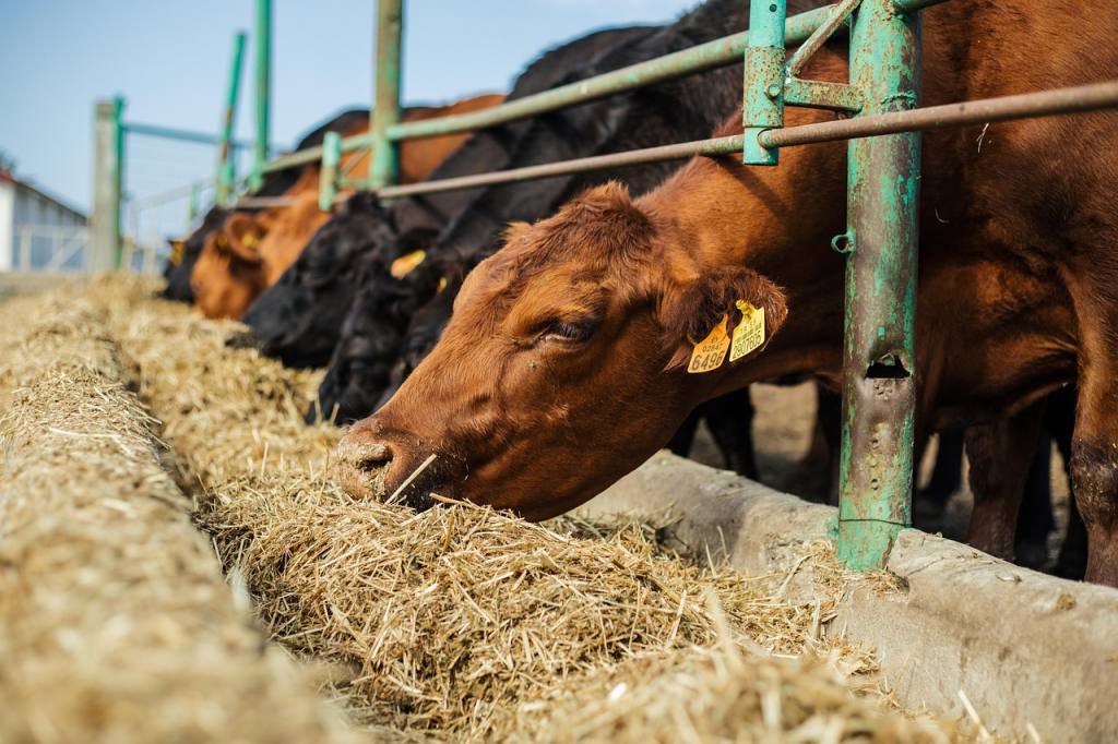 bovine, cow, dana, mammal, cattle, nature, farm, calf, animal, livestock, agriculture, area, meadows