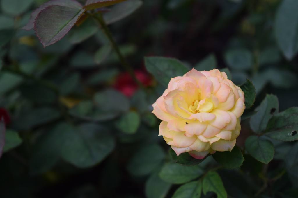 rose gold, tao dan, nature artificial