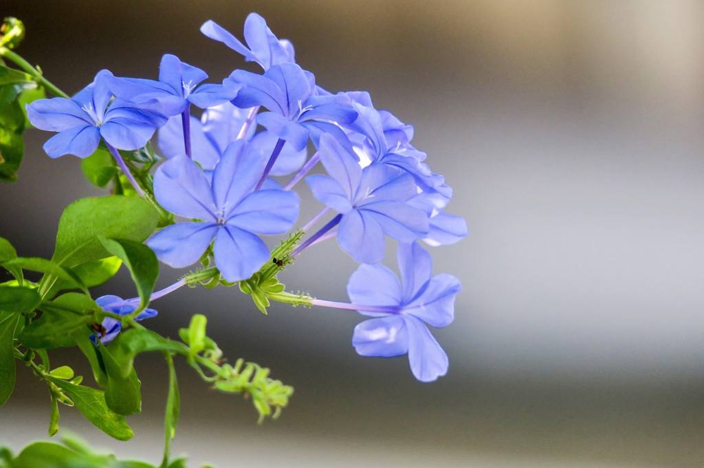 blue flower dan, flower wallpaper, flower, beautiful flowers, plant, nature, bloom, green blue, flowers, bright, natural, flowering, flower close-up, flower background, fresh flowers, close up, hongkong, common wildflowers