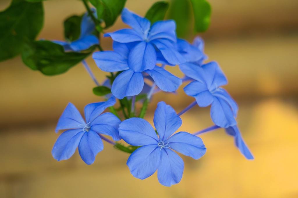 blue flower dan, flower background, flower wallpaper, flower, plant, nature, bloom, green blue, flowers, bright, natural, flowering, flower close-up, fresh flowers, close up, beautiful flowers, hongkong, common wildflowers