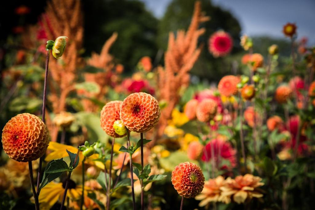dahlias, pompon dahlias, flower wallpaper, beautiful flowers, flowers, bloom, blossom, flowering plant, ornamental plant, flower background, plant, flora, nature, garden, flower garden