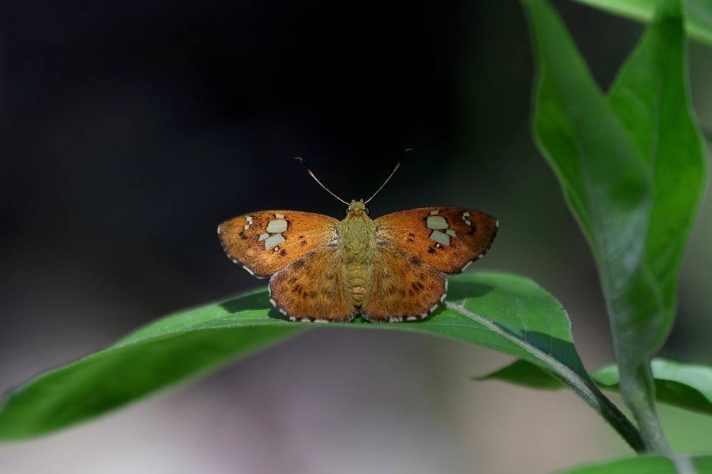 butterfly, insect, macro, wildlife, biodiversity, lepidoptera, early morning light, woodland trail, asad younis tanoli, natural habitat, rare butterfly, flat butterflies, asian butterflies, nature