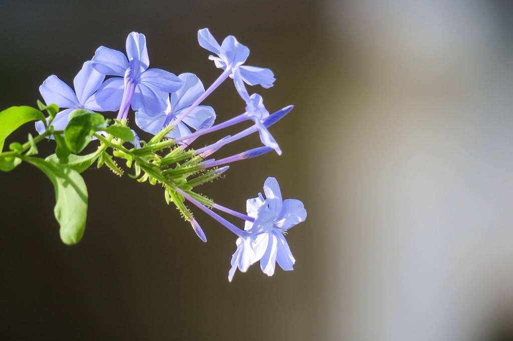 blue flower dan, flower, flower wallpaper, plant, nature, bloom, beautiful flowers, green blue, flowers, bright, natural, flowering, flower close-up, fresh flowers, close up, flower background, hongkong, common wildflowers
