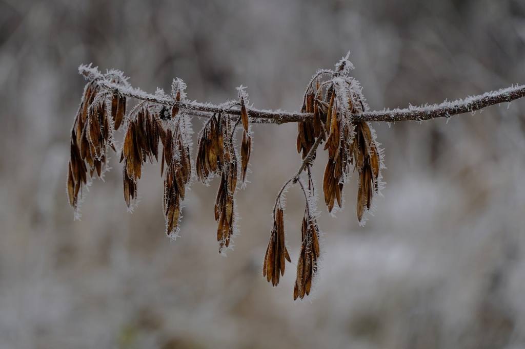 ash, seeds, tree, fraxinus, winter, hard rime, ground frost, frost, nature, cold, frosty, snow, ice, frozen, trees, white, not cold, frosts, freeze, december