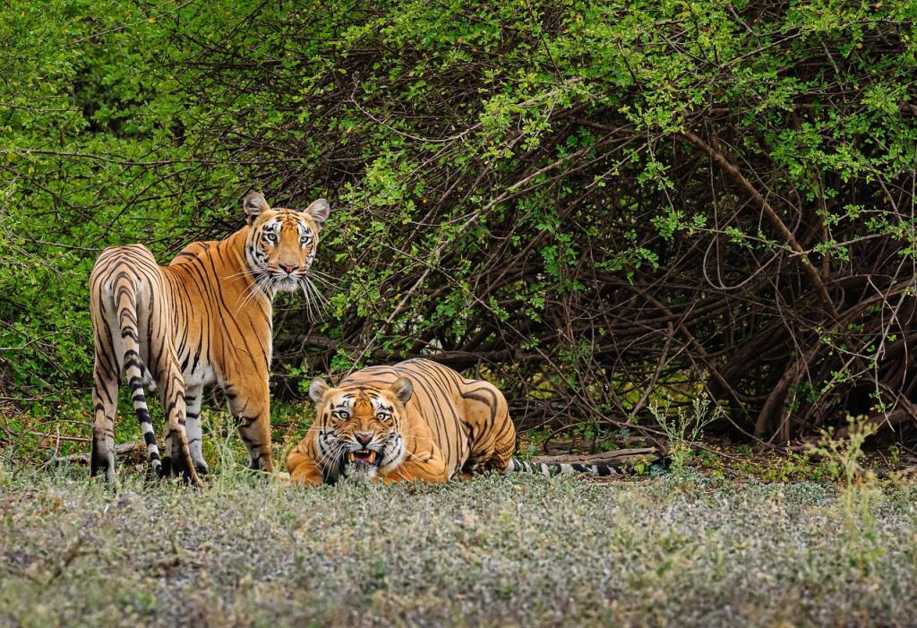 tigers, felines, couples, mating, courtship, wildlife, jungle, national animal, safari, wilderness, park, india, bor tiger reserve, nature