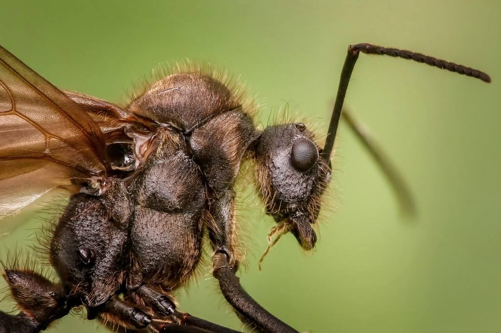 ant, insect, nature, animal, small, chitin, arthropod, macro, closeup