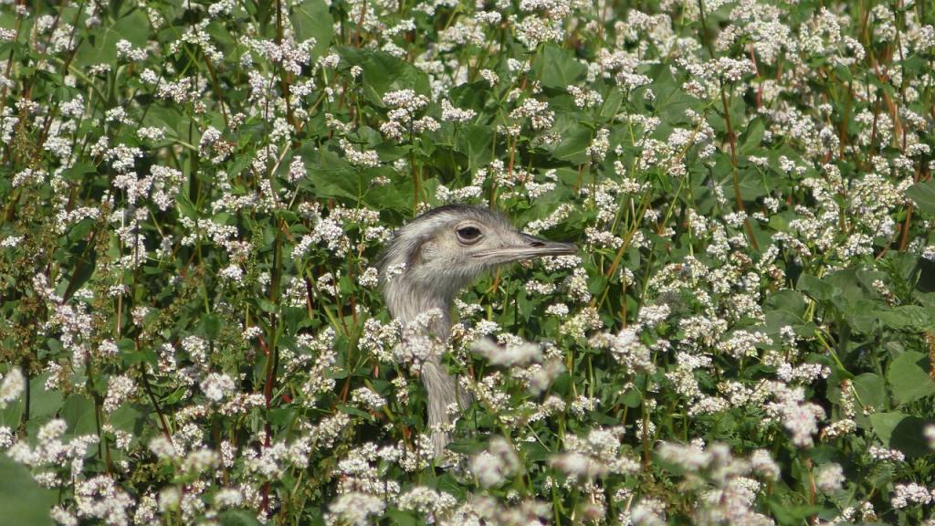 rheas, wild rheas, exotic animals, camouflage, camouflaged, eye, find, hidden, camouflage, camouflage, camouflage, camouflage, camouflage