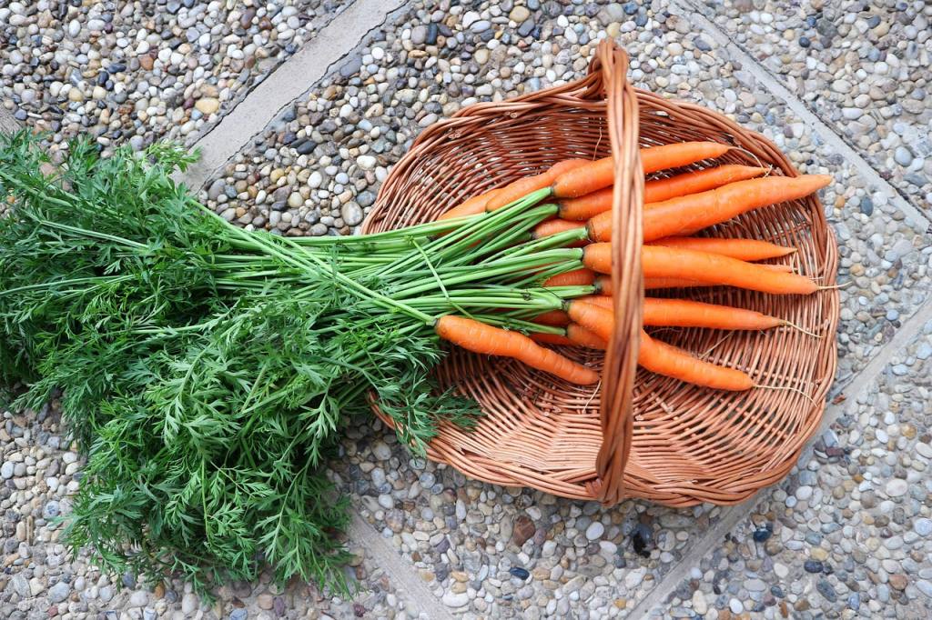 carrots, vegetables, nature, beets, vegan, plants, harvest, orang, basket