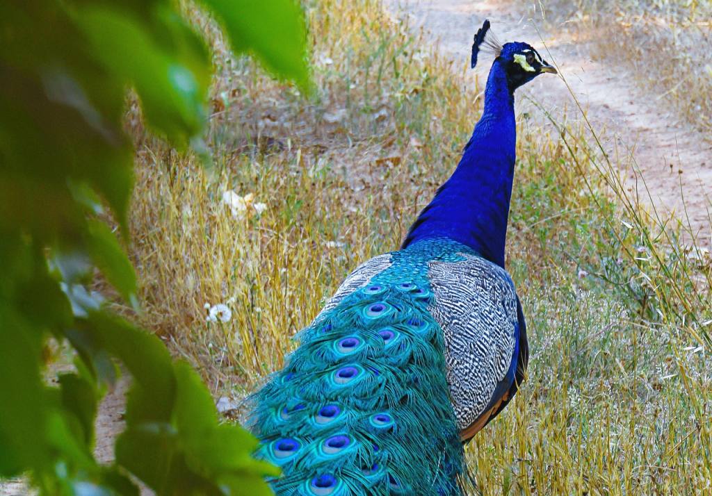 peacock, plumage, colorful, animals, feather, nature, birds, zoo, turkey, iridescent, parc sama, spain