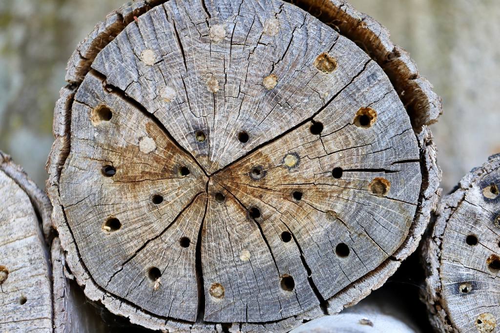 bee hotel, insect hotel, wild bees, wood, texture, help for wild bees, nesting aid, nature, bee hotel, bee hotel, bee hotel, bee hotel, bee hotel, insect hotel, insect hotel, insect hotel, insect hotel, insect hotel, texture
