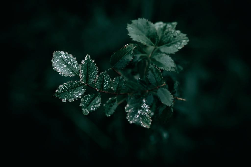 after the rain, dark, dark background, dark green leaves, dark photography, droplets, droplets of water, drops, drops of rain, gloomy, green leaves, leaves, moody, natural, nature, rain droplets, rain drops, somber, sombre, water droplets, dark green, foliage, green, plant, growth, dark, dark, dark, dark, dark, dark background, dark background, dark background, dark background
