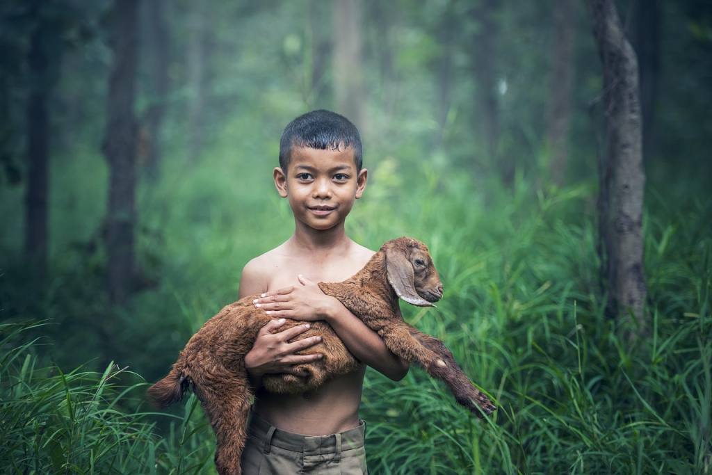 boys, outdoor, thailand, baby, mammal, indonesia, people, sheep, holding, caring, asia, kids, vietnamese, little, myanmar, burma, goat, countryside, young, livestock, malaysia, laos, nature, environment, happy, animals, baby, baby, baby, indonesia, people, people, people, people, people, sheep, sheep, goat, goat, goat, environment, environment