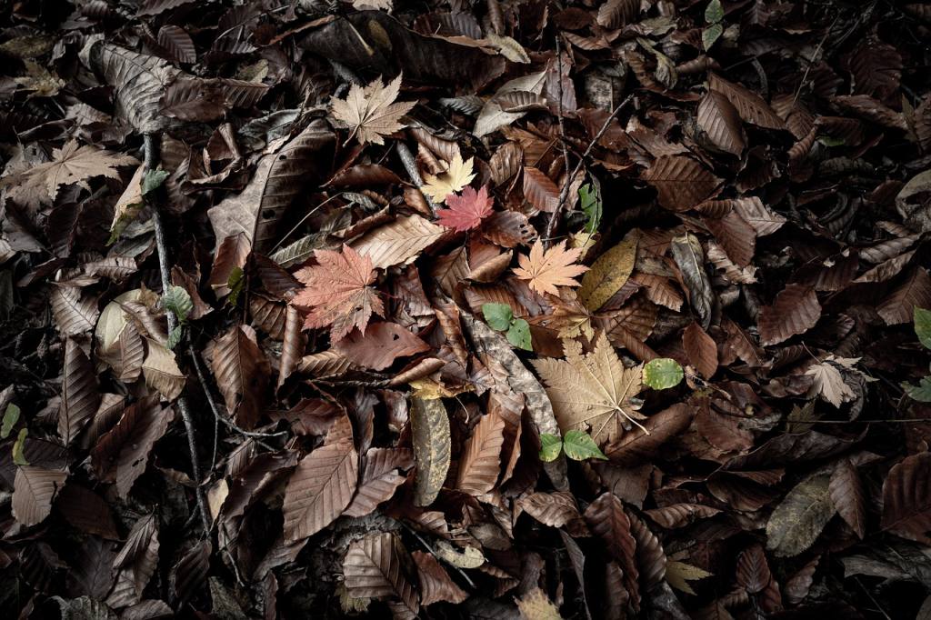 small landscape, autumn, feet, deciduous leaves, spotlight, diversity, beech, maple, program, color, shirakami-sanchi, japan