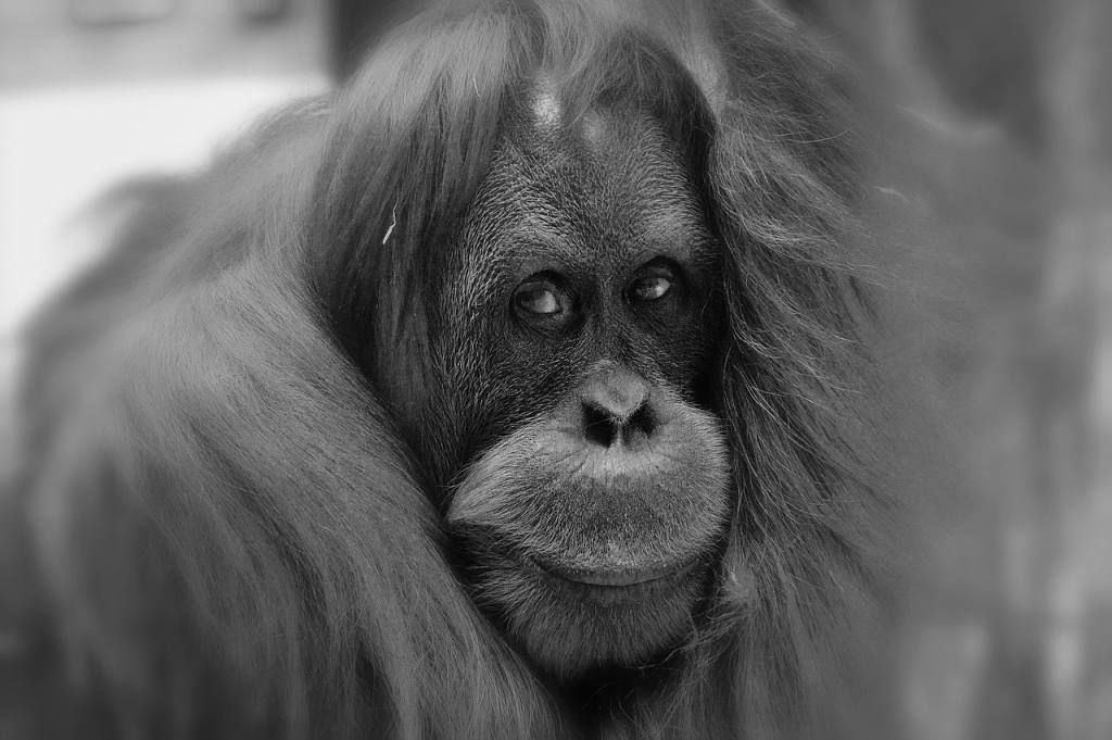 orang utan, ape, nature, cute, fun, zoo, animal, furry