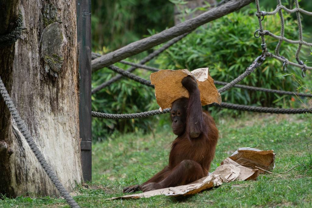 orang utan, ape, monkey, primate