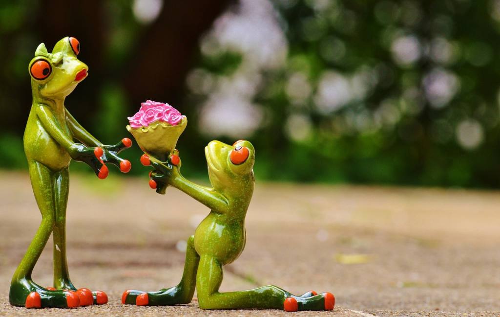 i beg your pardon, marriage proposal, excuse me, frog, cute, fun, flower wallpaper, flower, kneel down, gift, congratulation, beautiful flowers, flower background, affection, love, nature, valentine's day, roses, pardon