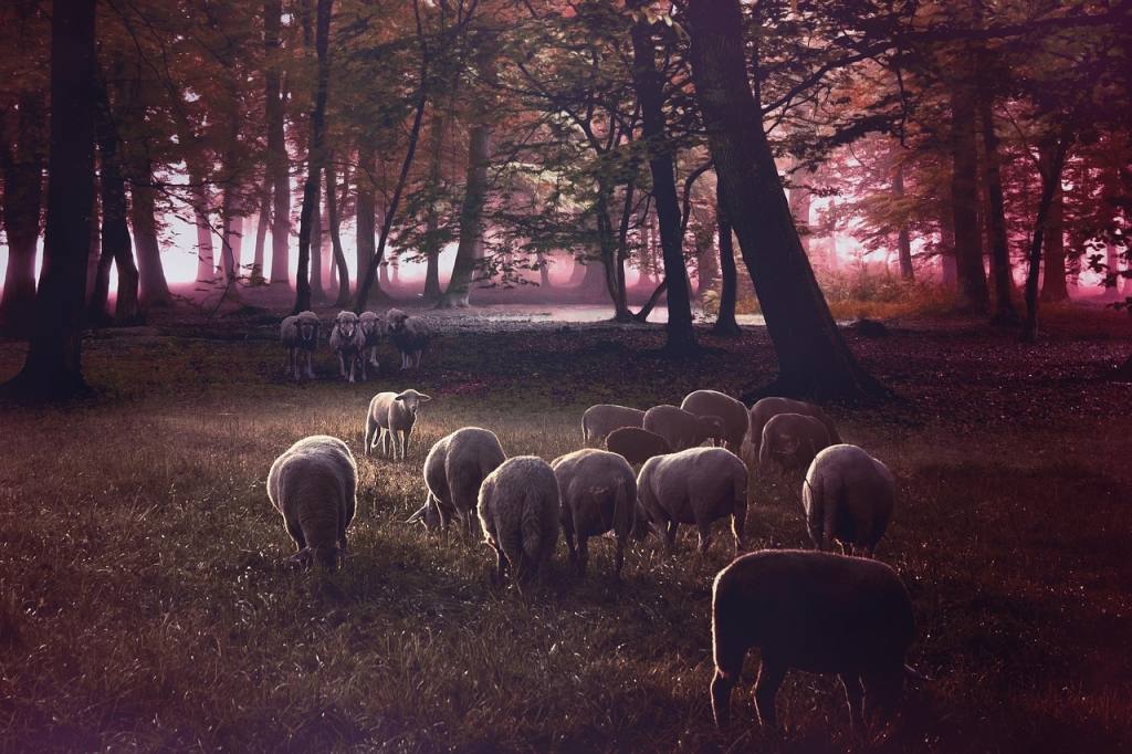 yang, nature, wolf, swarm, forest, grassland, animal, mammalia, livestock, animal world, dark