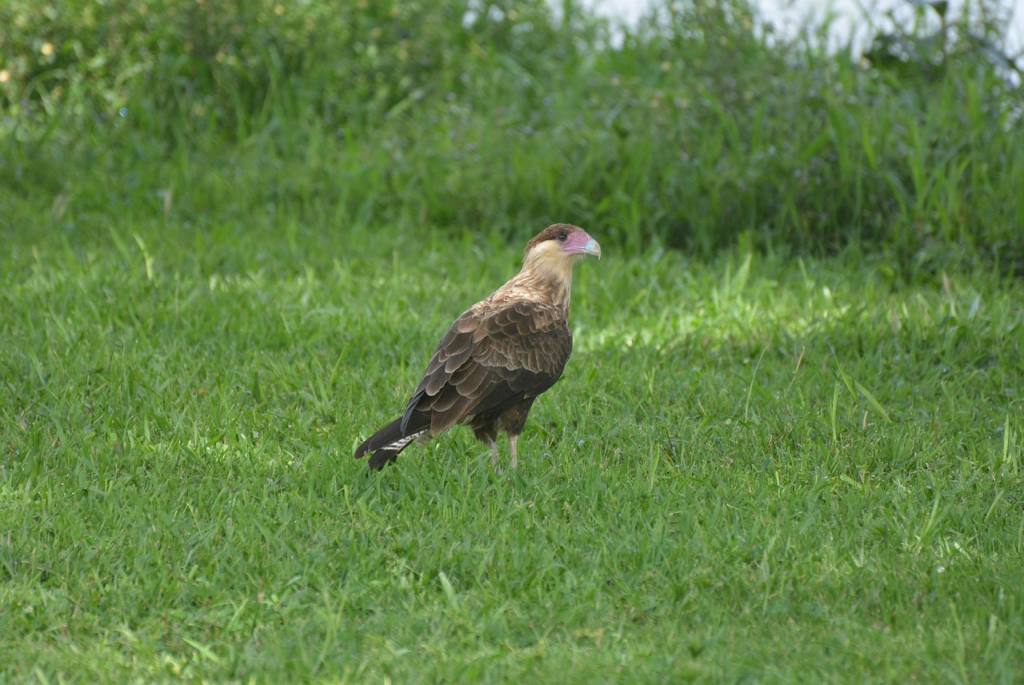 caracará, falconiiforme, hawk