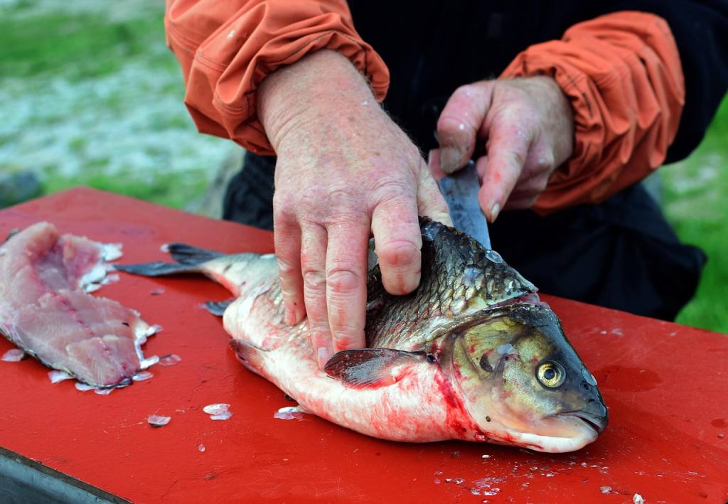 clean fish, fish cleaner, id, clear id, raw, marine