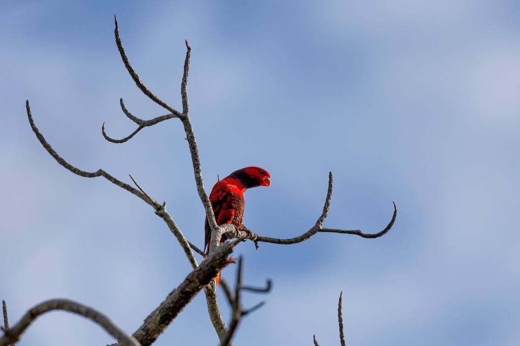 red bird, channel marketing program, tropical, widi islands, halmahera, indonesia