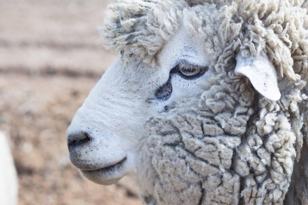 animal, sheep, wool, nature, ranch, yang, livestock, cute, rural, mammals, pupil, landscape co in