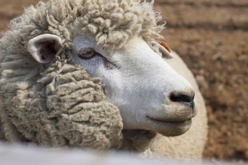 yang, animal, livestock, nature, pasture, wool, cute, rural, mammalia, pupil, landscape co in