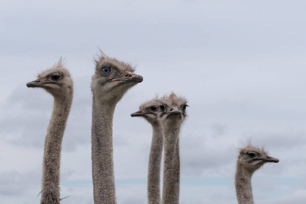 ostriches, animals, flightless birds, birds, nature, wildlife, grey, gray, animals, animals, animals, animals, nature, nature, nature, nature, nature, grey, gray