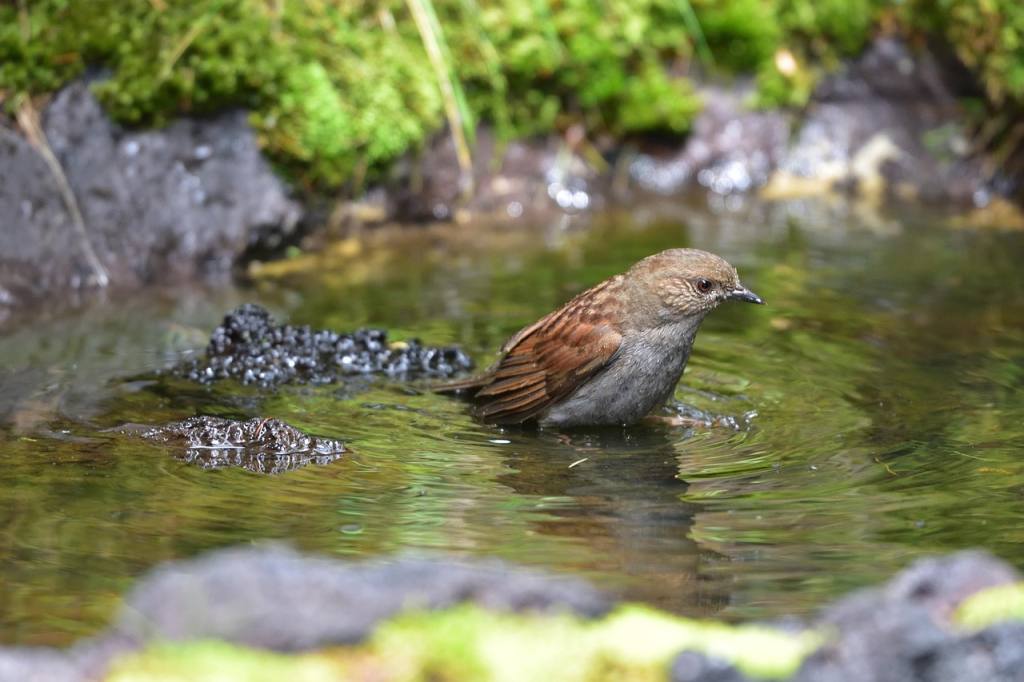 natural, outdoors, waters, wild animals, animal, nature, bird, kaya crop, japanese accentor