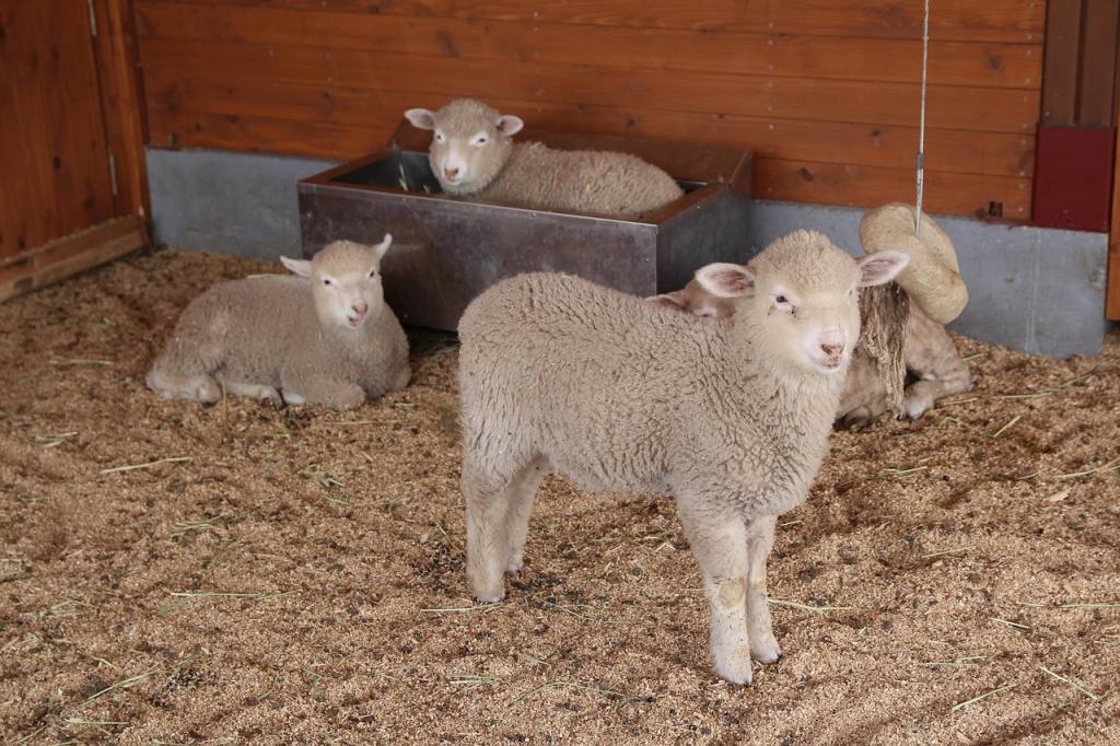 yang, lamb, we, farm, livestock, nature, animal