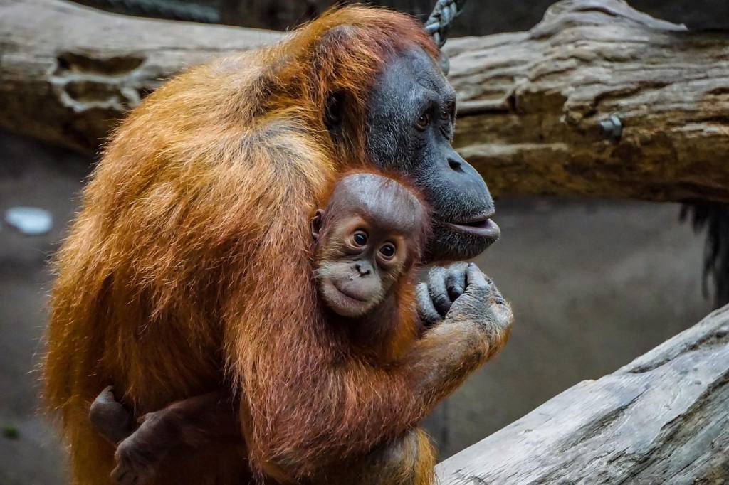 orang utan, ape, infant, mammal, orangutan, zoo, wildlife, fur, orange, nature, orang utan, orangutan, orangutan, orangutan, orangutan, orangutan