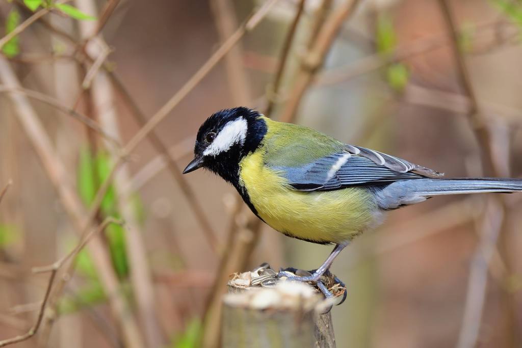 great tit, branch, feed, spring, park, bird, nature