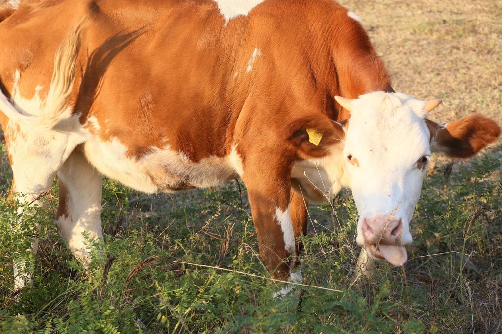 cattle, dana, cow, forest, animal, nature