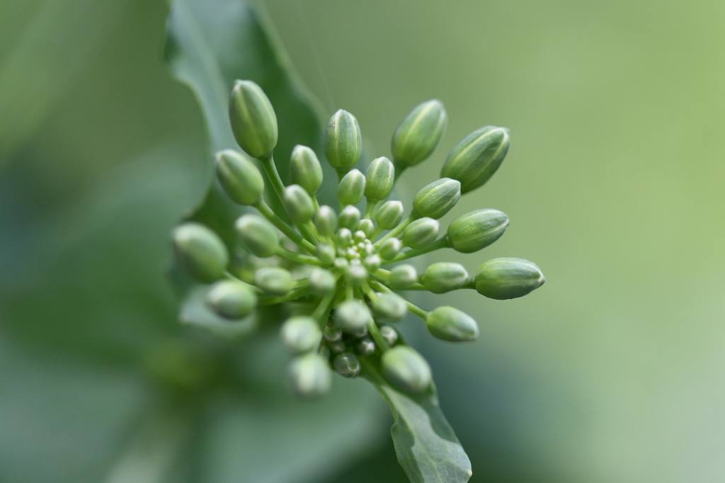 oilseed rape, bud, lewat, brassica napus, inflorescence, turnip, plant, nature