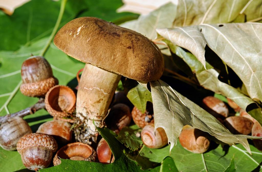 goat lip, mushroom, edible, felt boletus, brown, acorns, tree fruit, leaves, oak leaves, autumnal, forest floor, nature, edible mushroom, mushroom, mushroom, mushroom, mushroom, mushroom, acorns