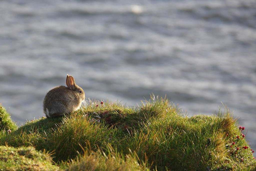 rabbit, grass, cliff, hare, bunny, animal world, mammals, wildlife, fauna, nature, cute, adorable, contemplate, to look at, to listen, vigilant, attentive, flowered balcony, rabbit, rabbit, rabbit, rabbit, rabbit, bunny