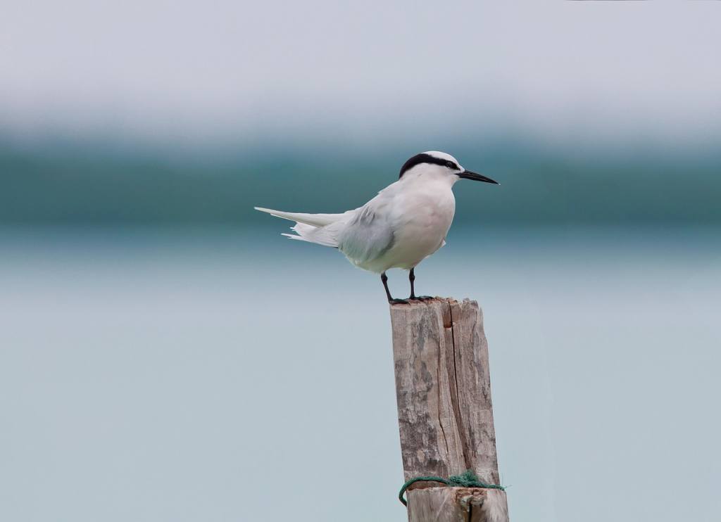 bird, area program services, rest, tropical, widi islands, halmahera islands, nature, indonesia