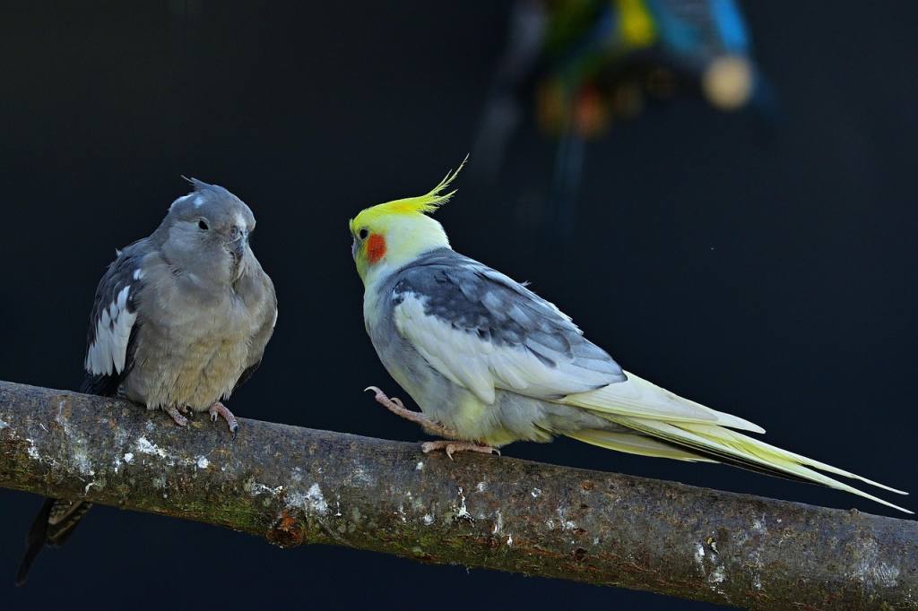 nature, wildlife, parakeets, birds, cute, trustful