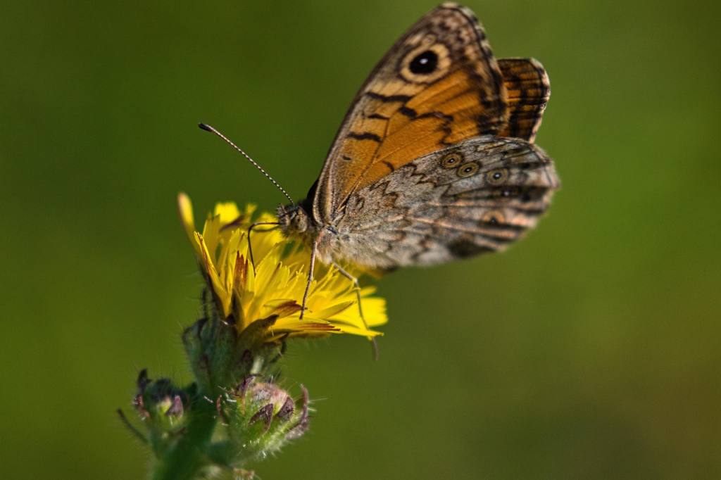 butterfly, flower, flower wallpaper, nature, beautiful flowers, flower background, ala, insect