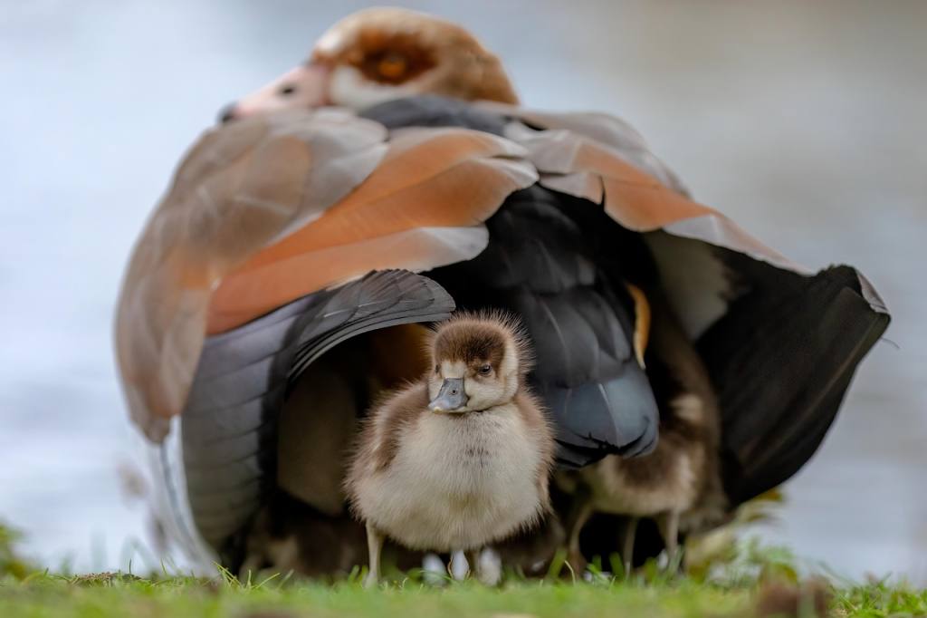 egyptian goose, goose, gosling, bird, baby, young, fauna, avian, hatched, happy mothers day, wildbird, wildlife, siblings, nature, plumage, cute, spring, ornithology