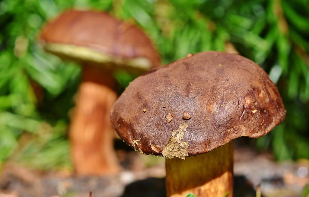 chestnut bolete, mushroom, fungus, boletus, edible mushroom, forest mushroom, edible, nature, closeup, mushroom, mushroom, mushroom, mushroom, mushroom