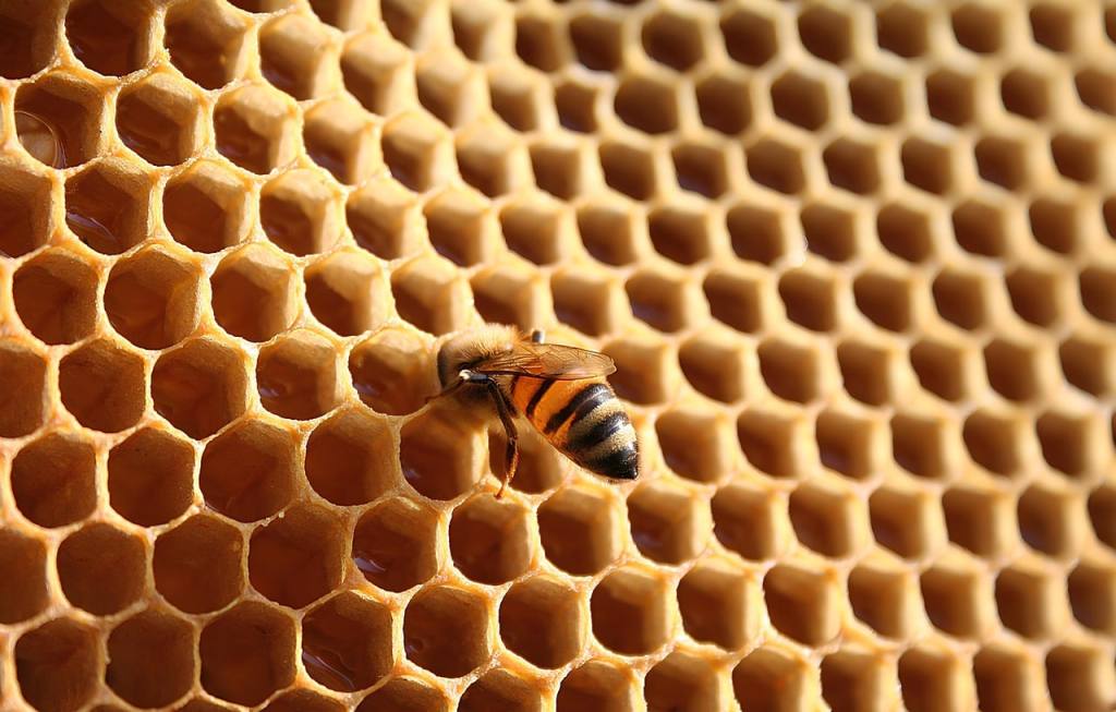 honey bee, insect, nature, hive, honey, beekeeping, honeycomb, bees