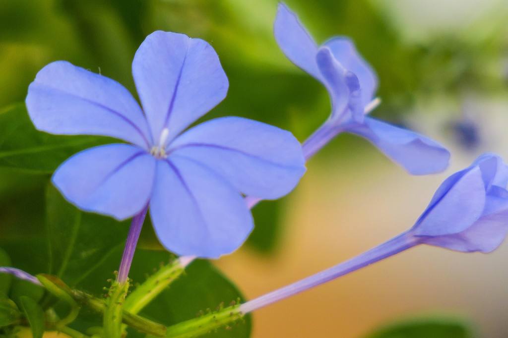 blue flower dan, beautiful flowers, flower background, flower, plant, flower wallpaper, nature, bloom, green blue, flowers, bright, natural, flowering, flower close-up, fresh flowers, close up, hongkong, common wildflowers