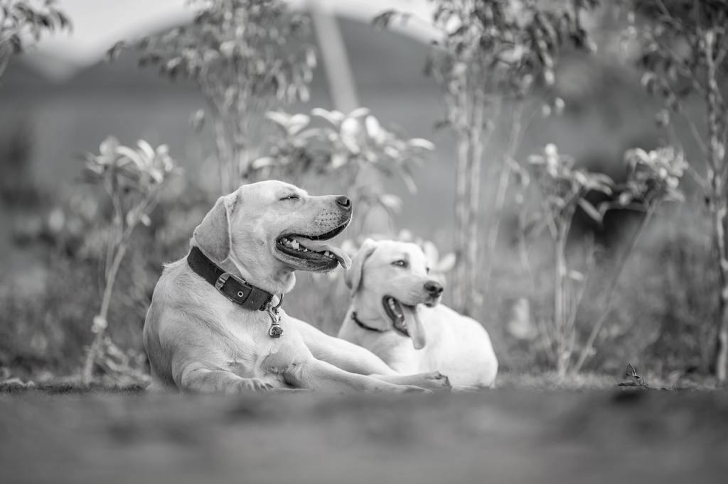 dogs, pets, canine, animals, fur, snout, mammals, dog portrait, animal world, monochrome, nature, black and white