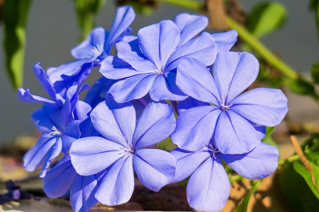 blue flower dan, flower background, flower, plant, nature, bloom, green blue, beautiful flowers, flowers, bright, natural, flowering, flower close-up, fresh flowers, close up, hongkong, flower wallpaper, common wildflowers