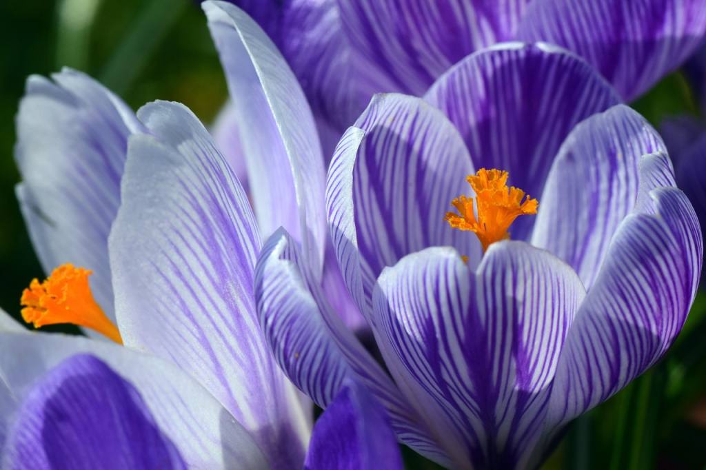 crocus, spring, purple, beautiful flowers, strip, bright, flower wallpaper, blossom, flower background, bloom, flower, rubber stamp, pollen, beautiful, nature, plant, colour, close up, early bloomers, march, wildflower